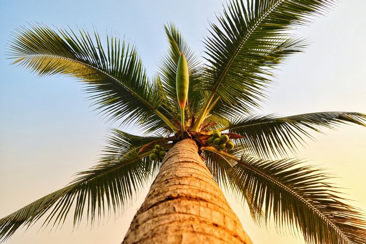 Coconut Palm. An AI-created illustration for chapter 027, Guard the One Bud.