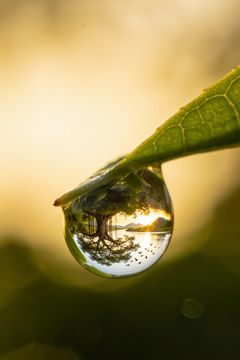 The front cover of Hey Nature: a dewdrop on a leaf. An AI-created illustration.