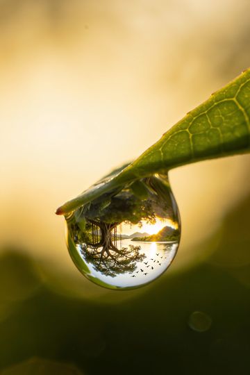 The front cover of Hey Nature: a dewdrop on a leaf. An AI-created illustration.