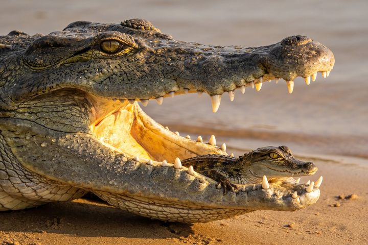 Crocodile. An AI-created illustration for chapter 077, Strong and Gentle.