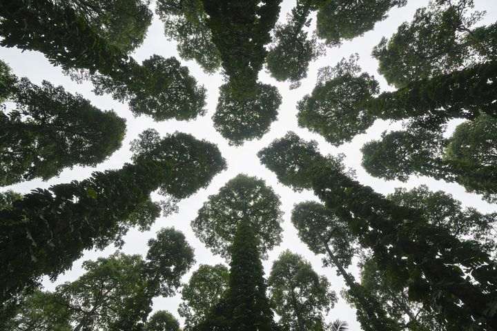 Trees. An AI-created illustration for chapter 072, Room to Breathe.