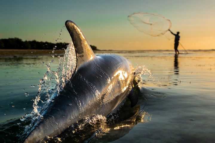 Dolphin. An AI-created illustration for chapter 061, Two Species, One Shore.