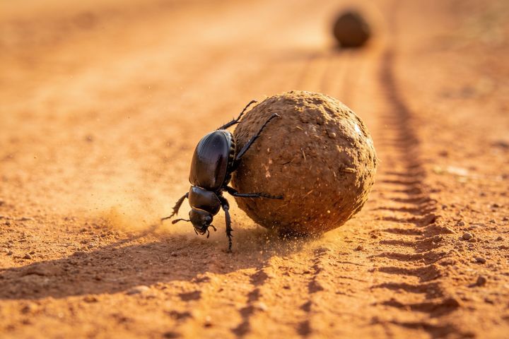 Dung Beetle. An AI-created illustration for chapter 022, Hold the Line.