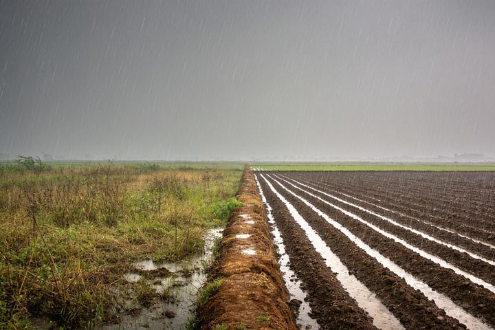 Field. An AI-created illustration for chapter 091, Rain We Didn't Earn.