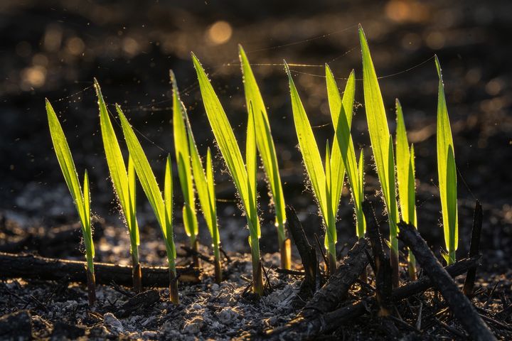 Grass. An AI-created illustration for chapter 038, First Green After Fire.