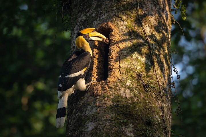 Hornbill. An AI-created illustration for chapter 076, Sealed In, Fed with Love.