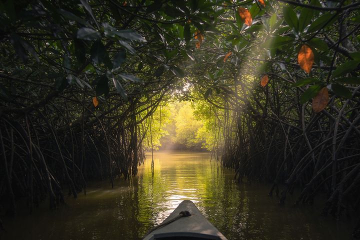 Mangrove. An AI-created illustration for chapter 015, In It, Not Of It.