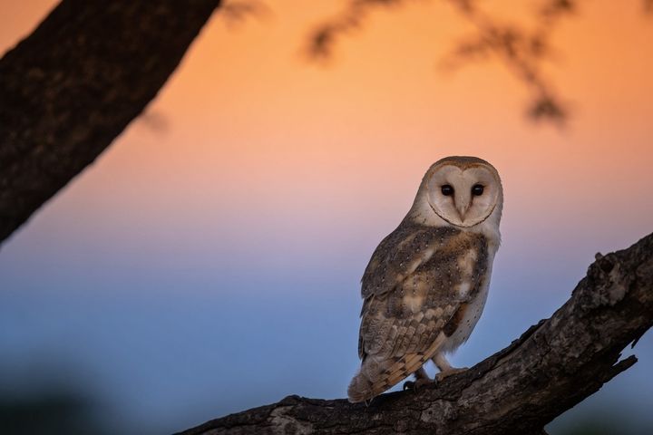 Owl. An AI-created illustration for chapter 029, Quiet Until Sure.