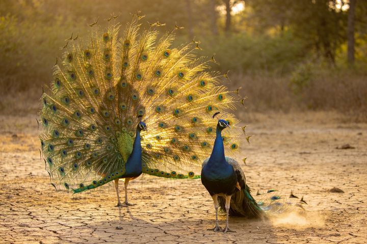 Peacock. An AI-created illustration for chapter 020, Letting Go of Your Best.