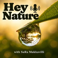 The Hey Nature podcast cover: a dewdrop hanging from a leaf, the words Hey Nature and a microphone, with SuRa Mukkavilli. An AI-created illustration.