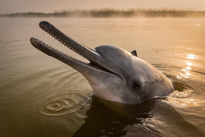 River Dolphin. An AI-created illustration for chapter 009, Seeing Without Eyes.