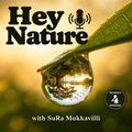 The Hey Nature podcast cover with the badge Season 1, Episode 4: a dewdrop hanging from a leaf, the words Hey Nature and a microphone. An AI-created illustration.