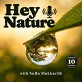 The Hey Nature podcast cover with the badge Season 1, Episode 10: a dewdrop hanging from a leaf, the words Hey Nature and a microphone. An AI-created illustration.