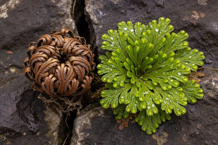 Resurrection Plant. An AI-created illustration for chapter 050, Wait for the Rain.