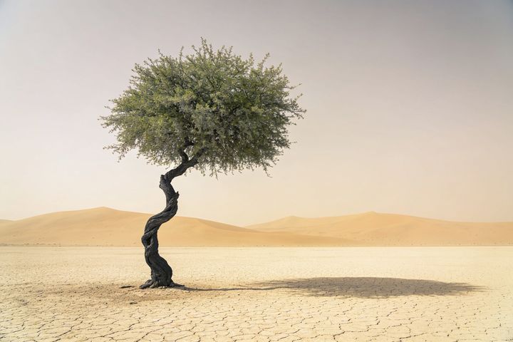 Shami. An AI-created illustration for chapter 049, Green in the Desert.
