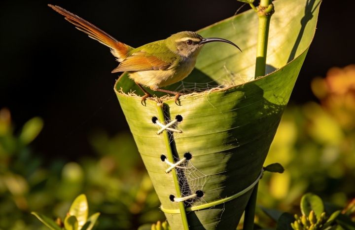 Tailorbird. An AI-created illustration for chapter 057, Take Without Breaking.