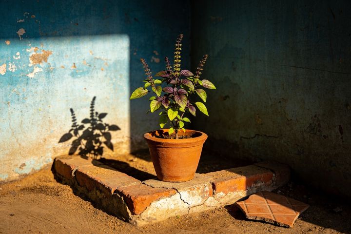 Tulsi. An AI-created illustration for chapter 084, The Poorest Corner.