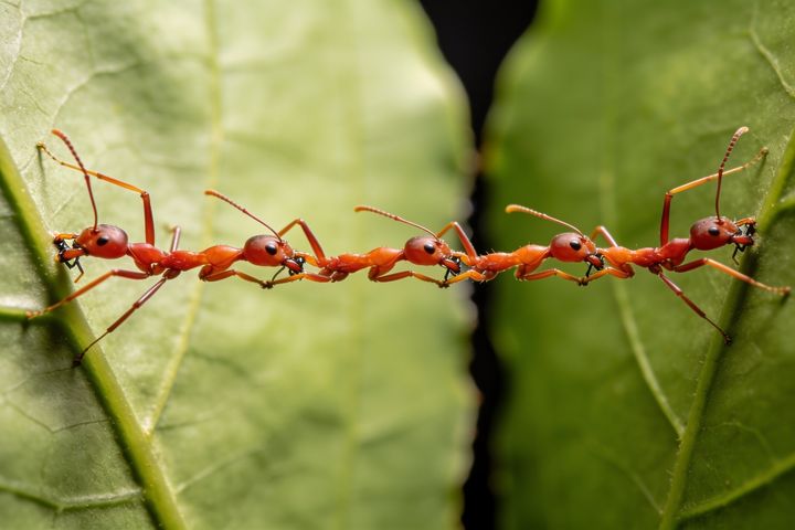 Weaver Ant. An AI-created illustration for chapter 060, Become the Bridge.