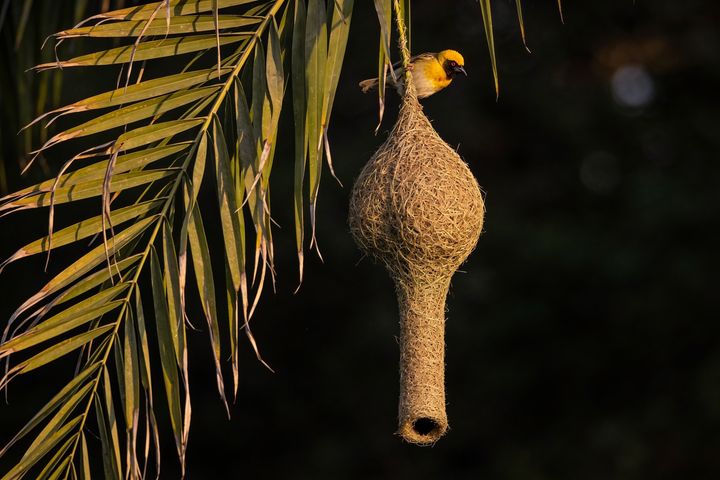 Weaver Bird. An AI-created illustration for chapter 056, Think Like a Weaver.